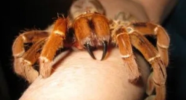 Какво да правите, ако ухапате тарантула